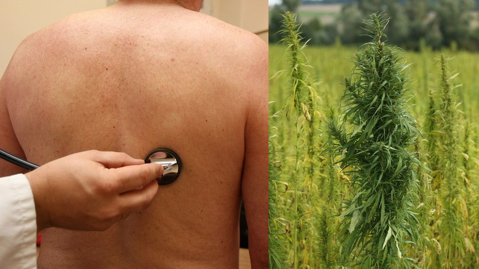 A doctor uses a stethoscope on a patient, alongside a field of legal cannabis plants. (Photos by Adam Berry and Sean Gallup/Getty Images)