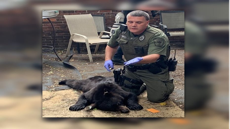 A black bear found in midtown Harrisburg.