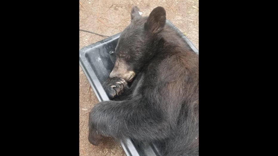 A black bear found indisde a home in Missoula, Montana, June 21, 2019. (Courtesy Missoula County Sheriff's Office)