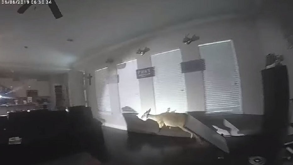 Deer in Lufkin, Texas home mistaken for human intruder.