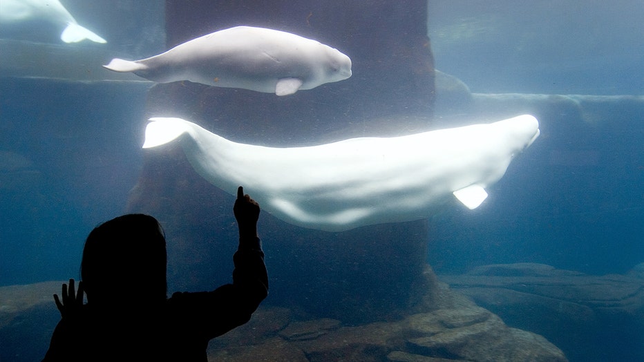 Visitors interact with beluga whales at the Vancouver Aquarium February 17, 2009 in Vancouver, British Columbia, Canada.