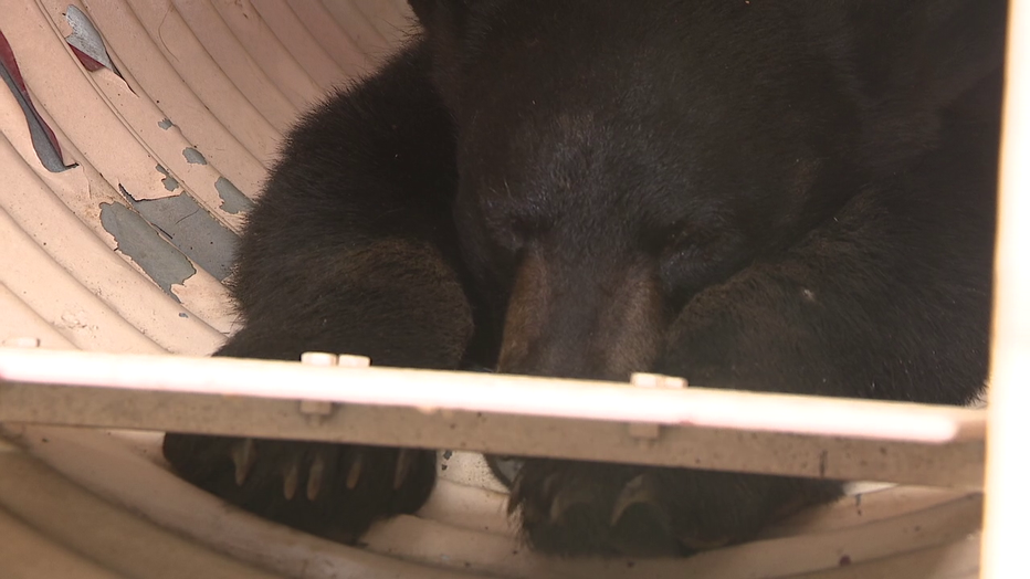 Roxborough black bear