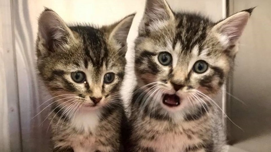 Kittens