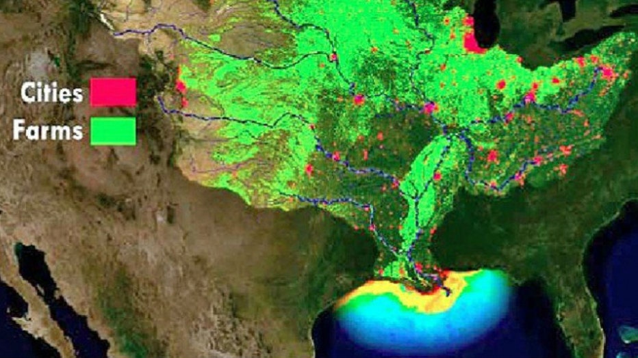 NOAA scientists are forecasting this year’s Gulf of Mexico “dead zone” – an area of low to no oxygen that can kill fish – to be roughly the size of Massachusetts.