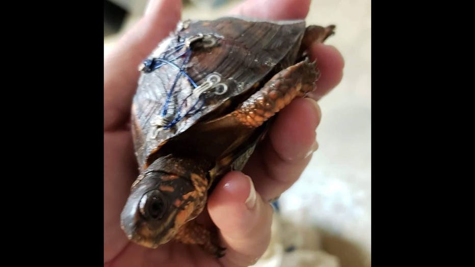 Animal rescues asking for bra clasp donations to help injured turtles