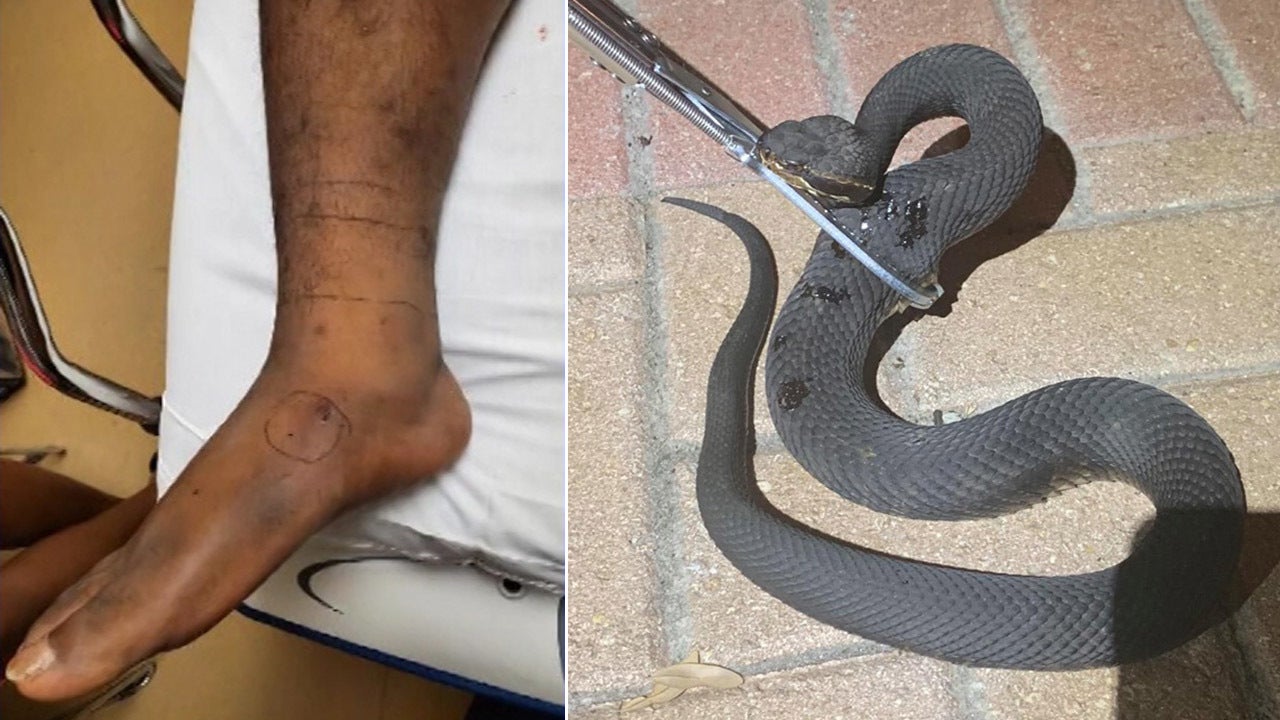 Florida Man Bitten By Venomous Snake Outside Of Home | FOX 29 Philadelphia