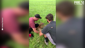 Caught on Camera: Good Samaritans rescue baby deer in Perkasie