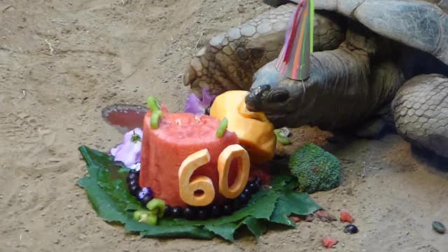 Tortoise celebrates 60th birthday in viral video at Pennsylvania zoo
