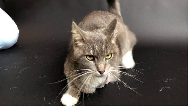 Cat named Pickles loses leg after firecracker was tied to her paw with rubber bands