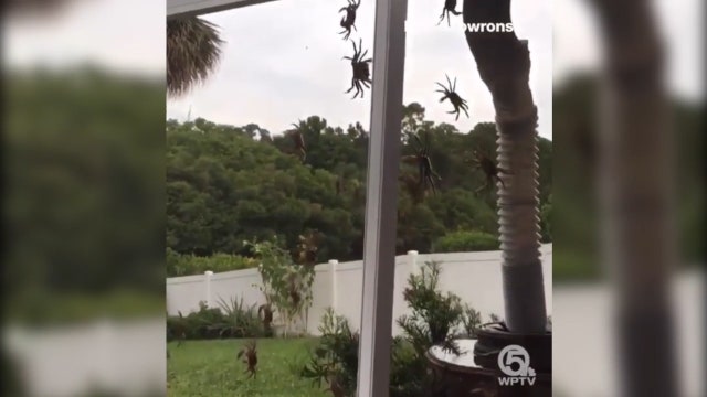 Crabs invade Florida man's yard