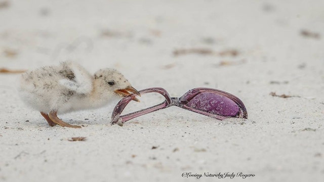 Photos of baby skimmers eating trash shine light on beach pollution problem