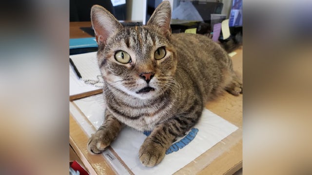 Cat named 'Freedom' missing from Delaware veterans shelter