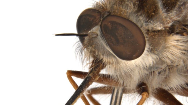 New fly species named after ‘Game of Thrones’ villain