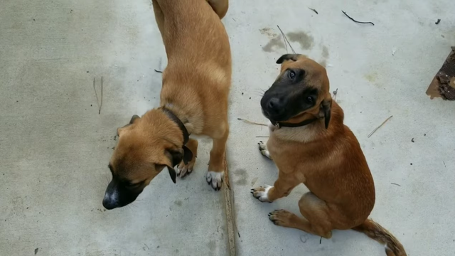 Jenelle Evans, David Eason have 2 new puppies 2 months after dog-killing controversy