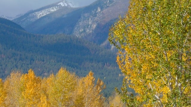 Best way to fight climate change? Plant a trillion trees