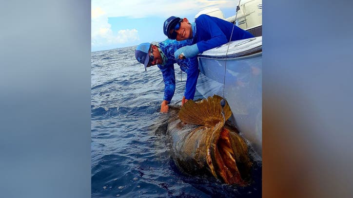 Father, sons reel in over 2,000 pounds of Goliath grouper: 'The catch ...