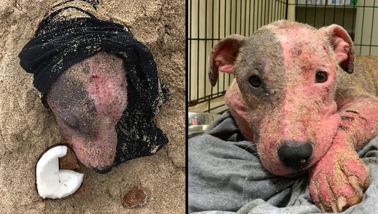 Leialoha, a dog found buried alive in Hawaii, recovering in a foster home.