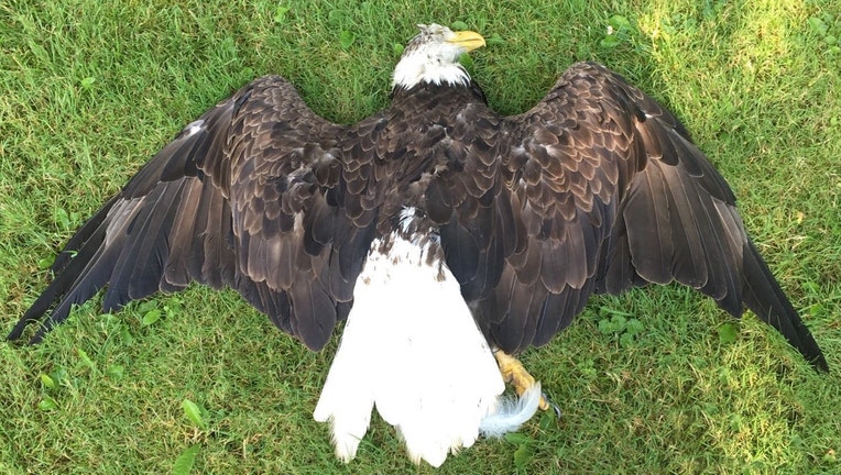 Bald Eagle Found Shot In Pennsylvania; Suspect Sought