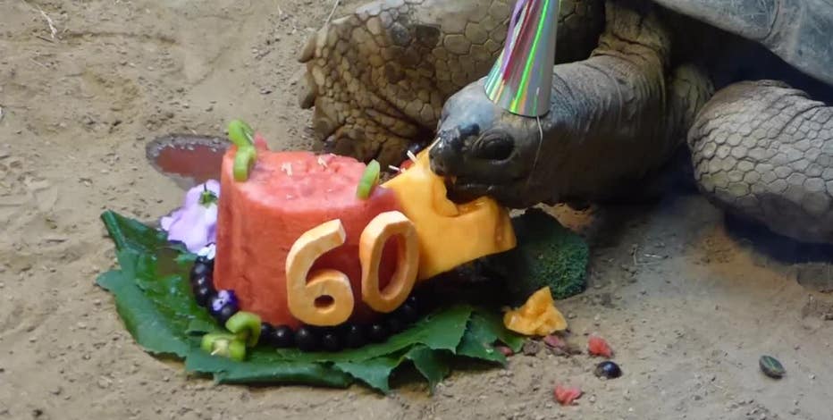 Tortoise celebrates 60th birthday in viral video at Pennsylvania zoo