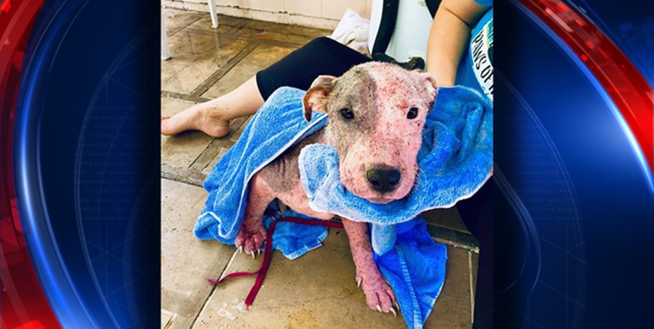 Dog rescued after being buried alive on Hawaii beach