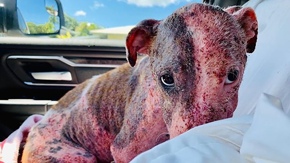 Leialoha, a dog found buried alive in Hawaii, recovering in a foster home.