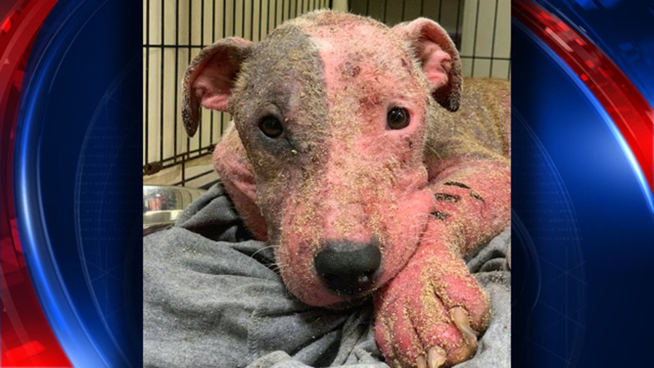 Leialoha, a dog found buried alive in Hawaii, recovering in a foster home.