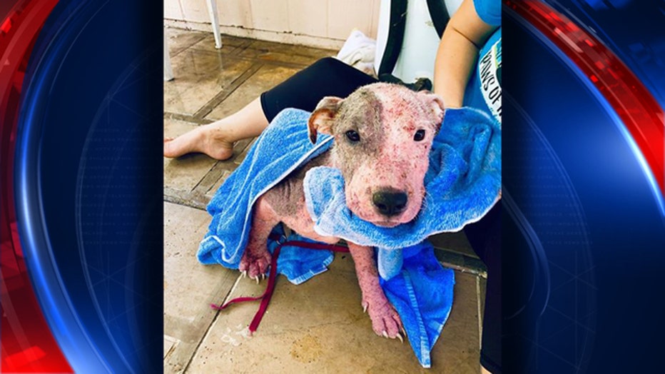 Leialoha, a dog found buried alive in Hawaii, recovering in a foster home.