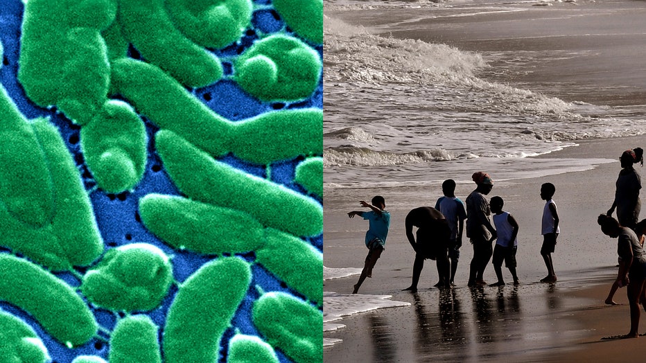 A grouping of Vibrio vulnificus bacteria is shown in a magnified image, alongside beachgoers enjoying the coast of Ocean City, Maryland. (Photo by Michael S. Williamson/The Washington Post via Getty Images)