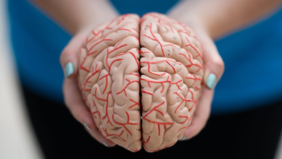 A woman holds a model of a human brain in her hands on June 1, 2019 in Cardiff, United Kingdom. (Photo by Matthew Horwood/Getty Images)