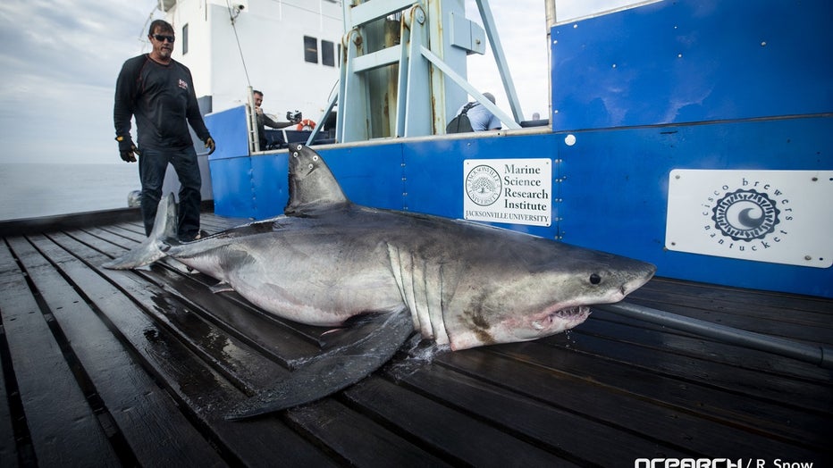 10-foot great white shark 'Miss May' spotted off Cape May Coast | FOX