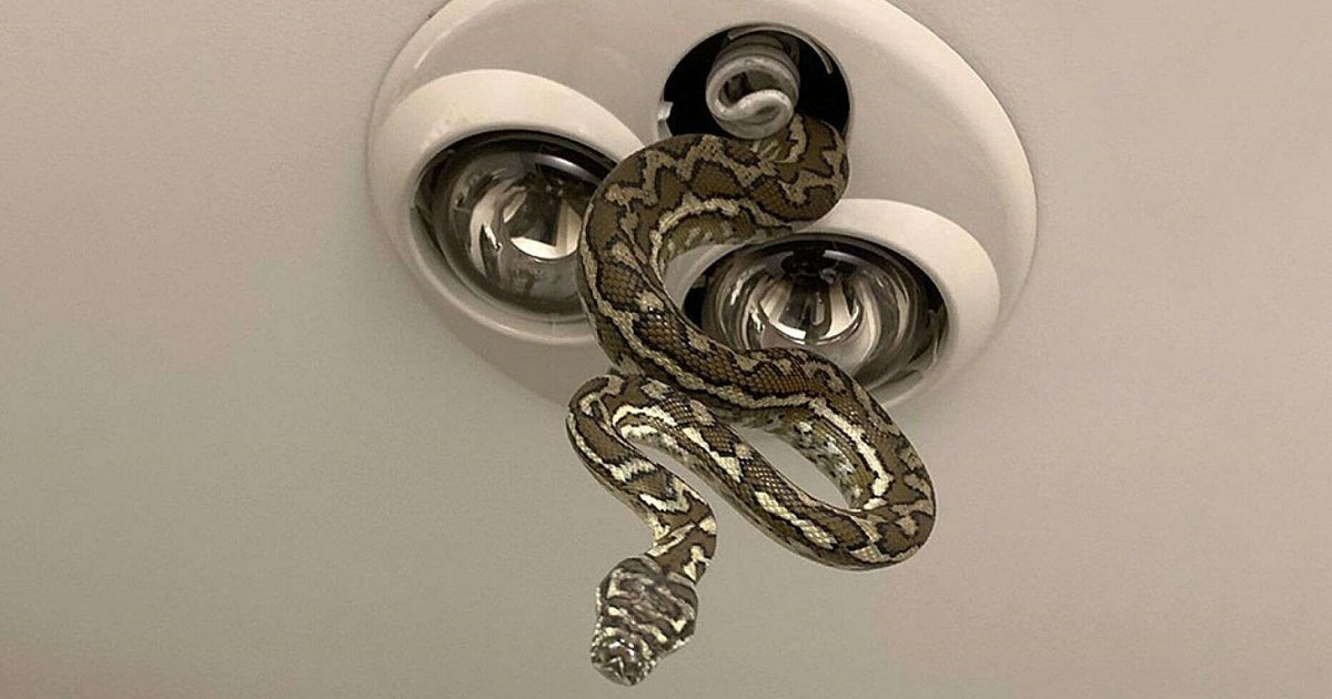 5-foot python slithers out of bathroom light fixture while children ...