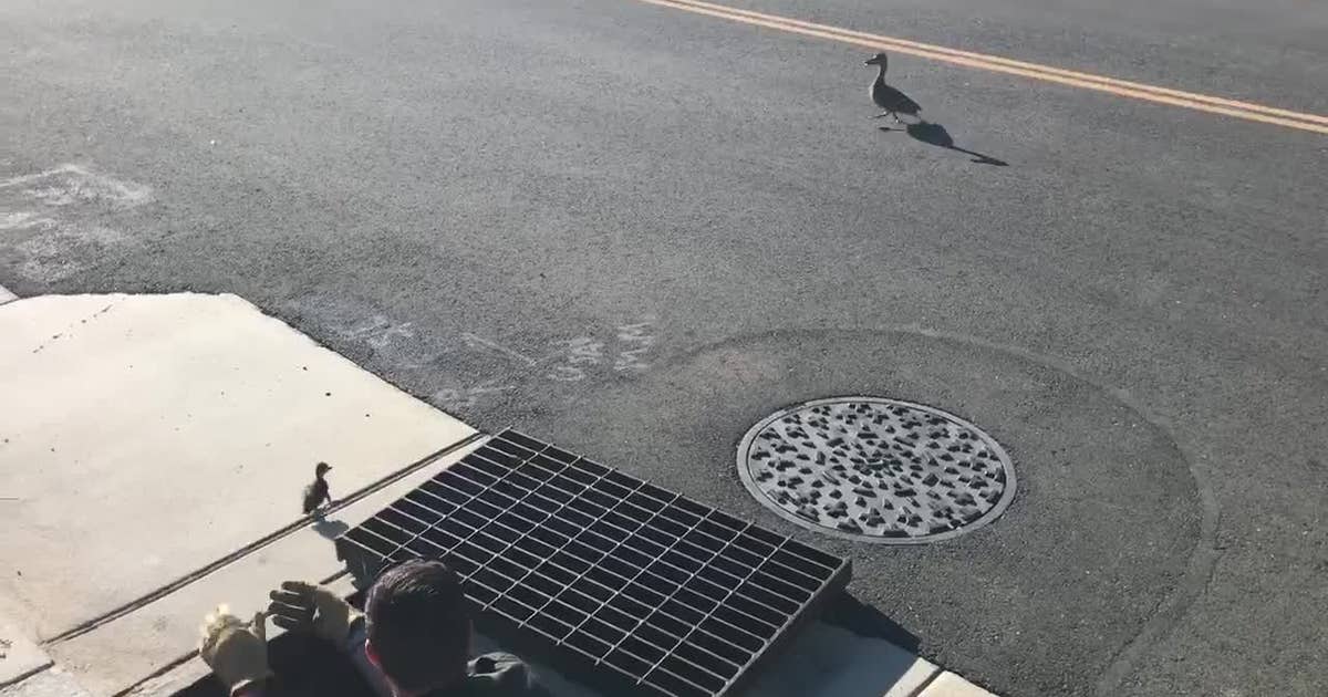 Video: Deputies rescue ducklings from storm drain | FOX 29 Philadelphia