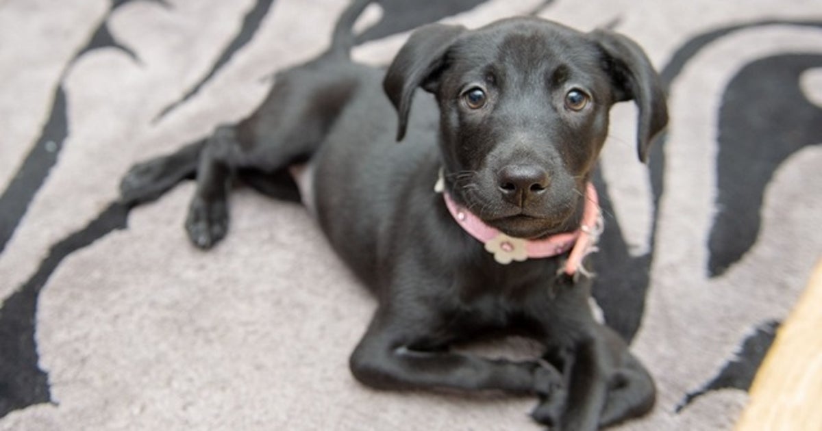 Roo-an-eight-week-old-Labrador