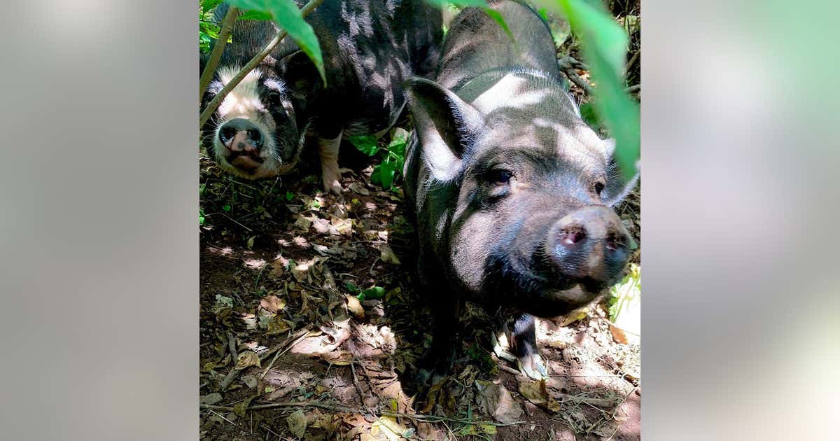 6 pigs found abandoned on Montgomery County highway after severe ...