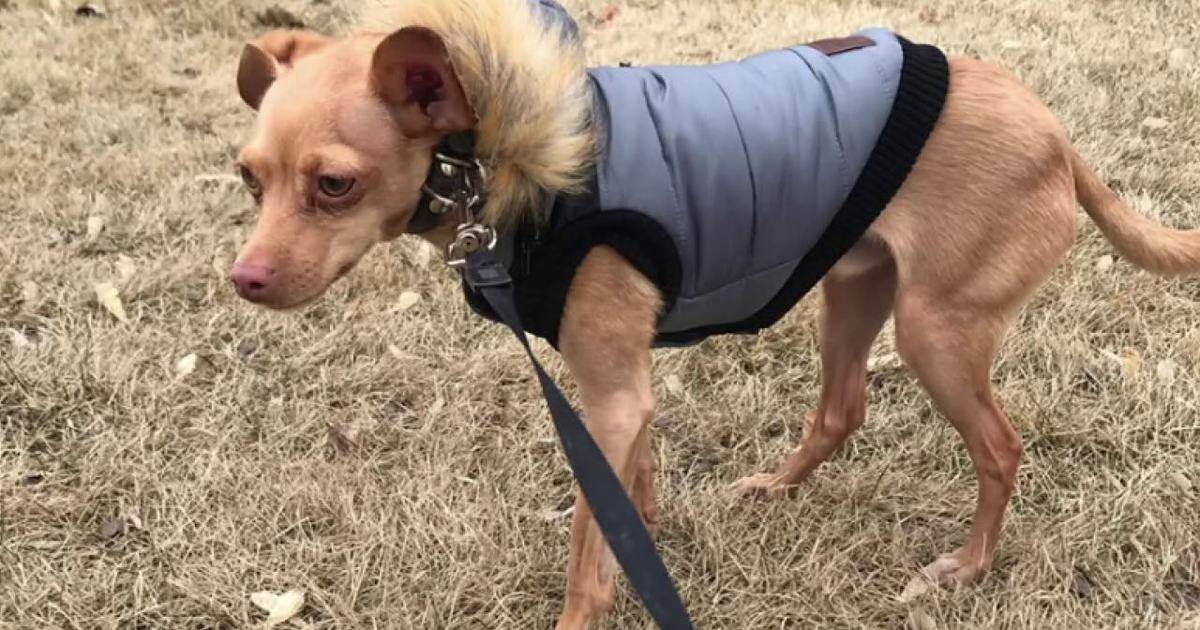 Canadian family reunited with lost dog after 5 days | FOX 29 Philadelphia