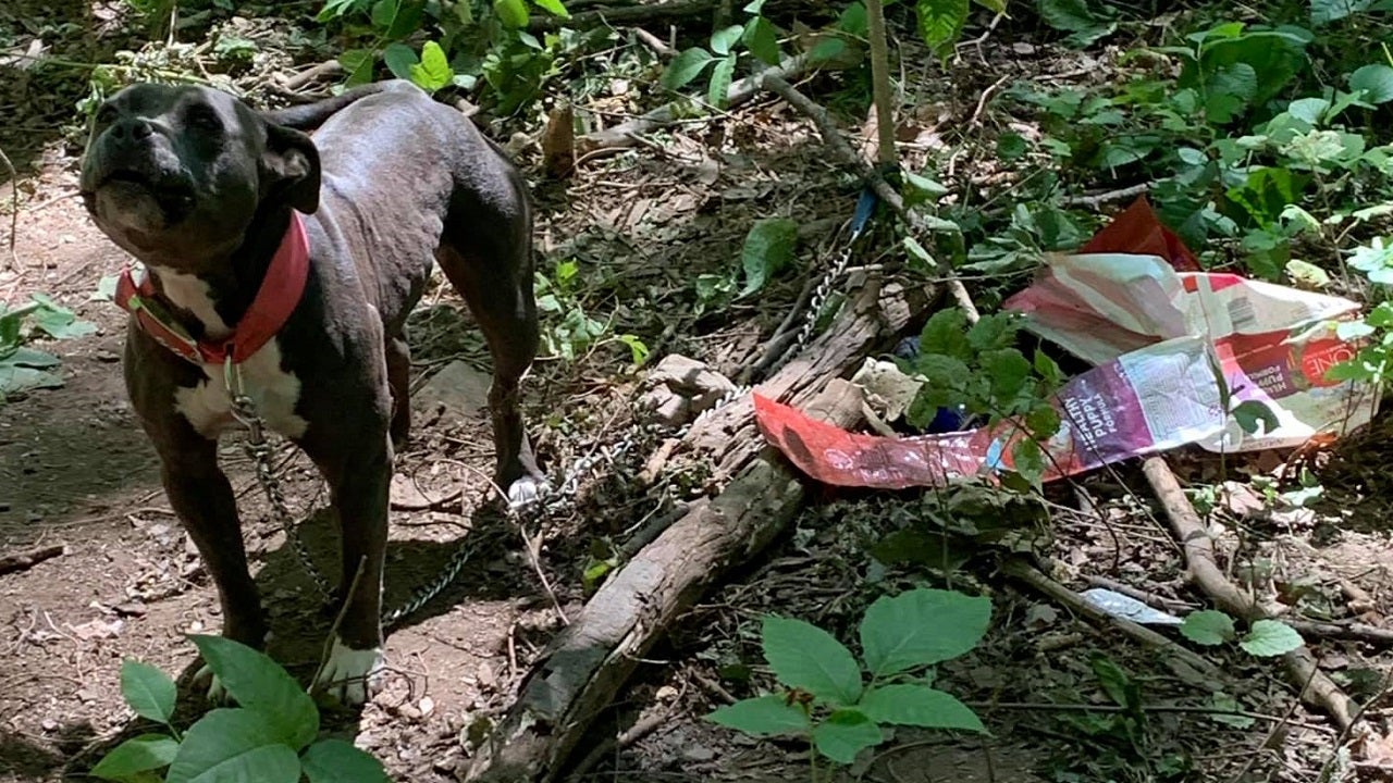 Abandoned Dog Found Tethered To Tree In Chester County | FOX 29 ...