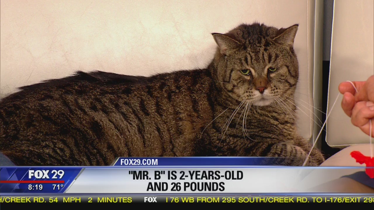 26pound cat visits Good Day after photo goes viral FOX 29 News