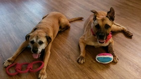 Woman walks into animal shelter asking for 2 dogs with the most special needs, then adopts them