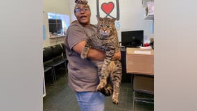 'Chonky kitty': 26-pound cat headed to forever home thanks to viral success