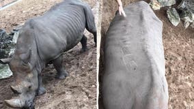 French zoo visitors carve their names on rhino's back