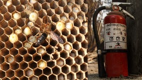 Massachusetts man uses Roman candle to kill hornets and accidentally sets roof on fire