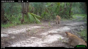 FWC investigates bobcats, panthers experiencing neurological disorder
