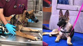 Chained for two months, young Kiwi the German Shepherd continues to heal