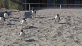 NJ town recruits falcons to combat ‘aggressive’ sea gulls