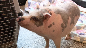 Police catch runaway pig in Chester County