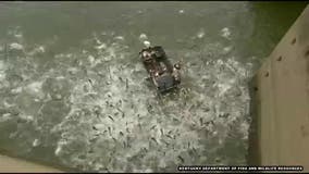 Electrofishing stuns hundreds of carp in mind-boggling video