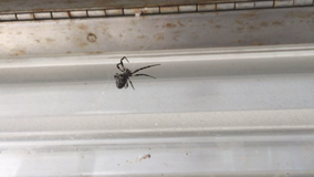 Spiders startle commuters at SEPTA station