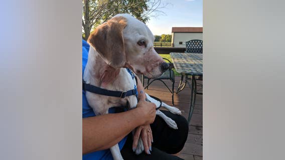 Dog found on side of Ohio road with throat cut, nose and mouth duct-taped, police say