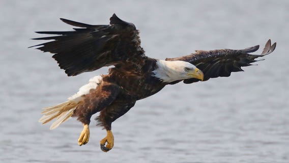 Trump administration overhauls endangered species protections in what critics call major rollback