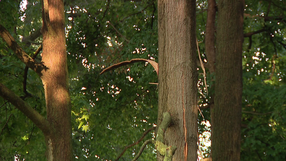 Officials: 2 injured after tree struck by lightning in Newark, Del.